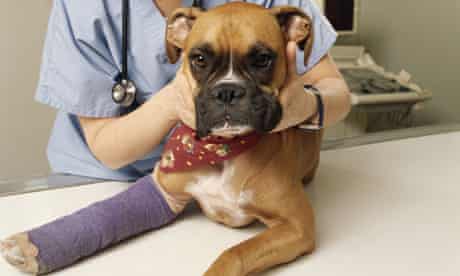 Should I offer to pay a veterinary bill?