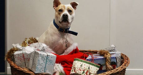 Donate A Bedding To Dog Charity Donate A Bedding To Dog Charity