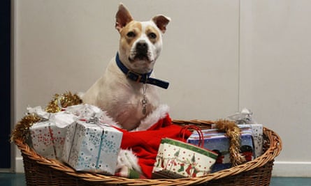 Charities For Christmas 15 Battersea Dogs And Cats Home Charitable Giving The Guardian
