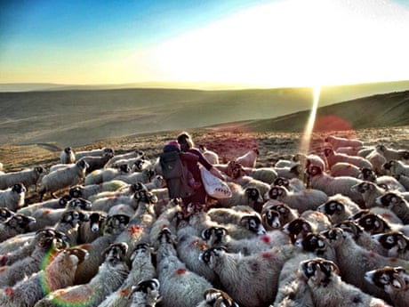How Do I Become … A Shepherd | Work-Life Balance | The Guardian
