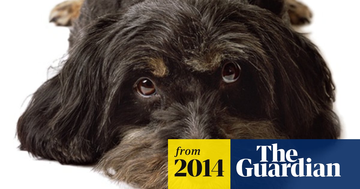 The Investment Funds That Have Gone To The Dogs Investment Funds The Guardian