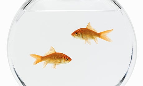 Two goldfish