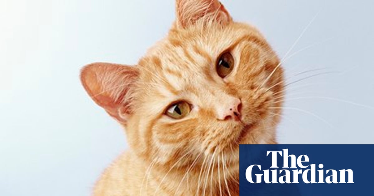 Hello Darkness by Anthony McGowan – review | Children and ...