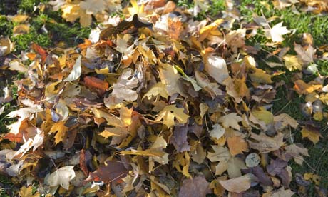 A pile of golden autumn leaves