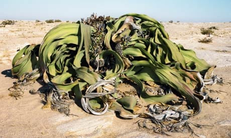 namib desert plants