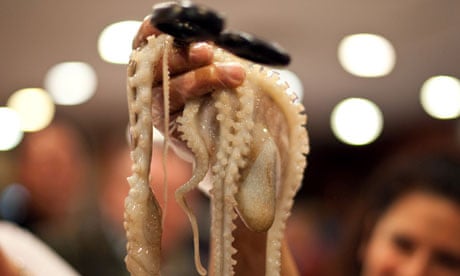 New York live octopus in restaurant