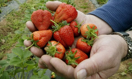 Strawberries grown in a Herefordshire polytunnel