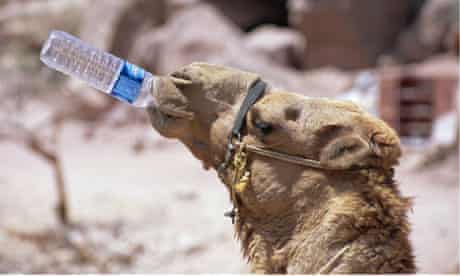 Camel drinking, Jordan, Petra.