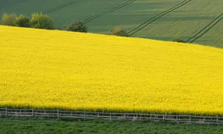 Rape Seed Crop Field, UK