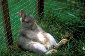 Pet rabbits are cruelly neglected and mistreated in Britain, survey ...