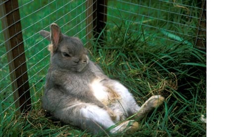 Domestic rabbits plagued by diseases and poor diets – study | Animal  welfare | The Guardian