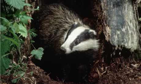 Dairy farmers fear badgers are spreading tuberculosis