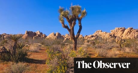 Wild A Journey From Lost To Found By Cheryl Strayed Review Books The Guardian