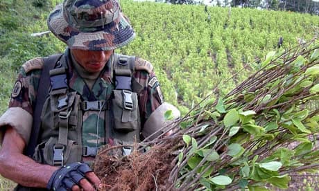 Colombian soldier on coca plantation