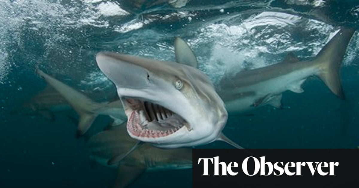 Sharks: feared or revered – but very rarely understood | Marine life | The  Guardian