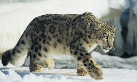 https://i.guim.co.uk/img/static/sys-images/Observer/Columnist/Columnists/2013/7/11/1373543117109/Snow-leopard-010.jpg?width=465&dpr=1&s=none