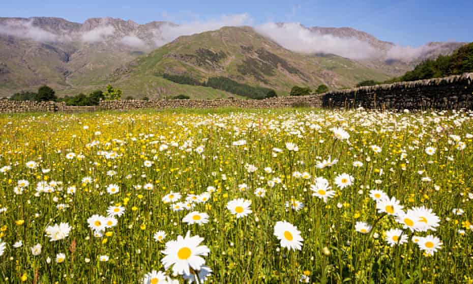 Wild Flower Hay Meadows Seen At Lake District National Park, England