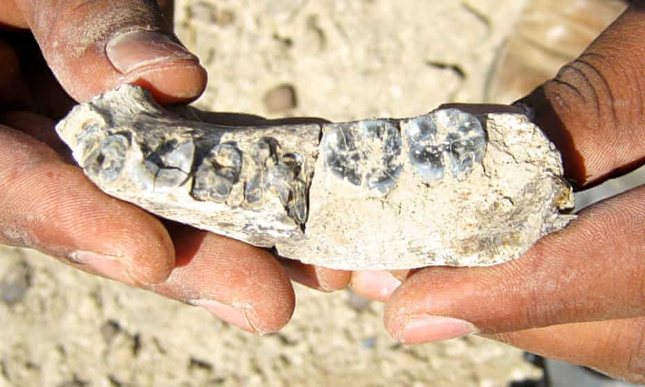 The 2.8million-year-old jawbone found in Ethiopia.