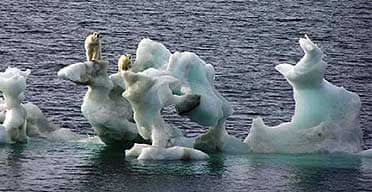 Polar bears on an ice floe