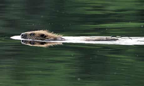 beaver swimming in Loch Coille Bharr