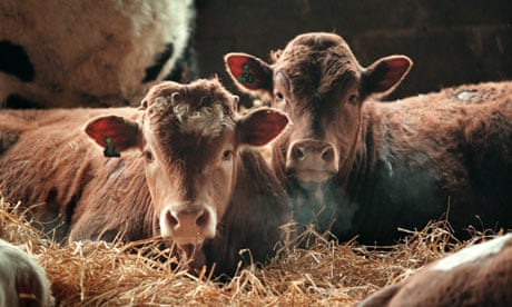 Animal welfare concerns Britons more than food safety | Animal welfare |  The Guardian
