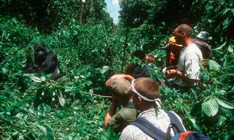 Tourists with Mountain Gorilla in Congo