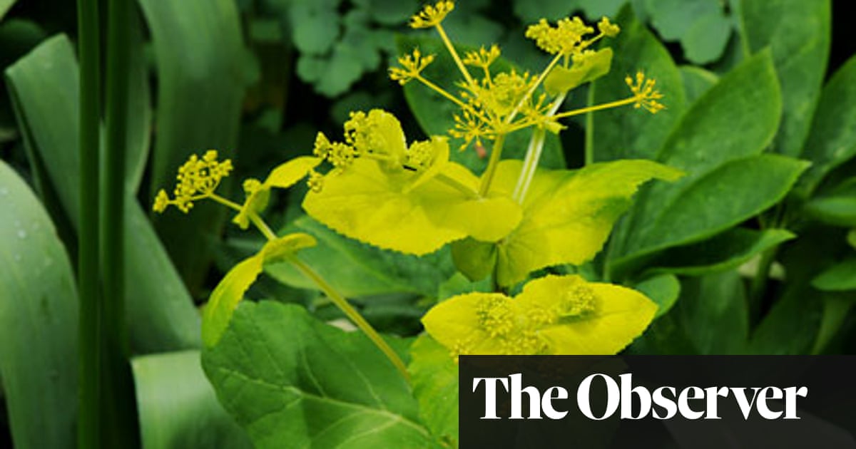 Jolly brollies | Dan Pearson | Life and style | The Guardian Jolly brollies | Dan Pearson | Life and style | The Guardian on Dan Pearson Garden
 id=13063