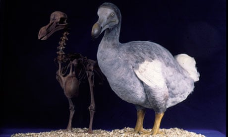 Everything You Ever Wanted to Know About the Dodo — Google Arts