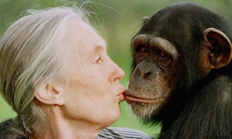 Chimps with everything: Jane Goodall's 50 years in the jungle | Jane Goodall | The Guardian