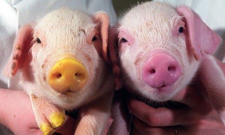 genetic-modified-piglets-glow