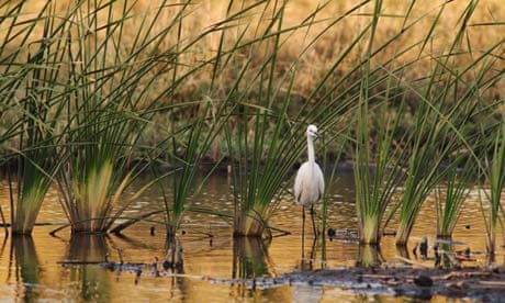 Azraq wetland reserve