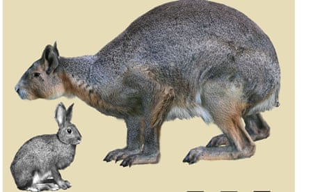 Nuralagus rex, with a modern rabbit for comparison.