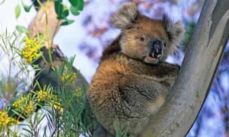 Koala in a eucalyptus tree, Kangaroo Island, South Australia, Australia