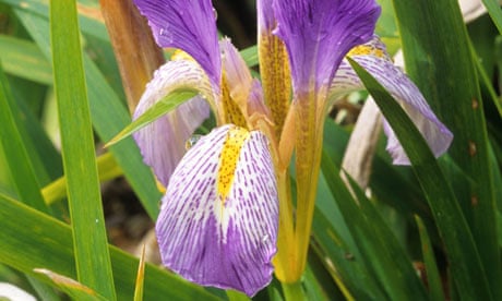 Iris lazica