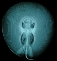 stingray heliotrygon gomesi x-ray