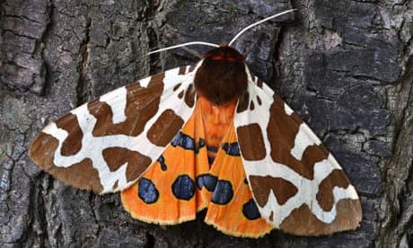 https://i.guim.co.uk/img/static/sys-images/Observer/Pix/pictures/2011/6/21/1308673363816/Tiger-Moth-007.jpg?width=465&dpr=1&s=none