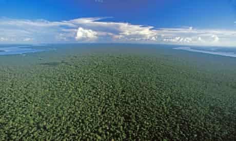 The Amazon Rainforest near Nova Olinda