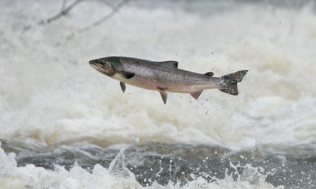 Wild salmon at Philiphaugh cauld in Scottish Borders