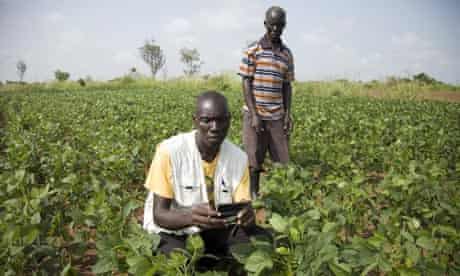 Africa mobile phone Ugandan farmer checks crops
