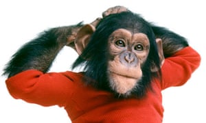 https://i.guim.co.uk/img/static/sys-images/Observer/Pix/pictures/2011/7/22/1311349540625/Project-Nim-chimpanzee-la-007.jpg?w=300&q=55&auto=format&usm=12&fit=max&s=4a801bc0f52fde80a2d94c80261ee5c1