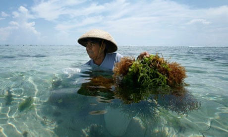 seaweed harvesting in Bali