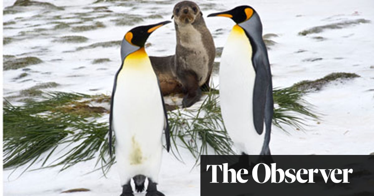 The Penguin King 3d Review Film The Guardian