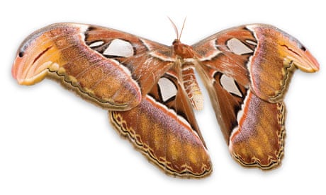 Atlas Moth Face