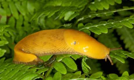 Love And Other Animals The Banana Slug Relationships The Guardian Love And Other Animals The Banana Slug Relationships The Guardian