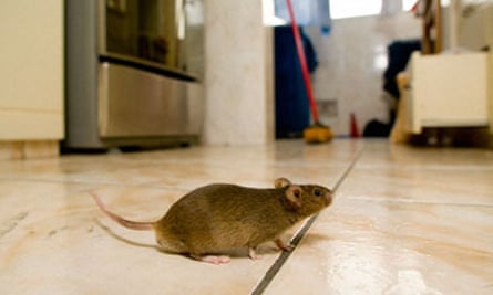 Pests That Can Damage Your Home And Make A Hole In Your Wallet Home Insurance The Guardian