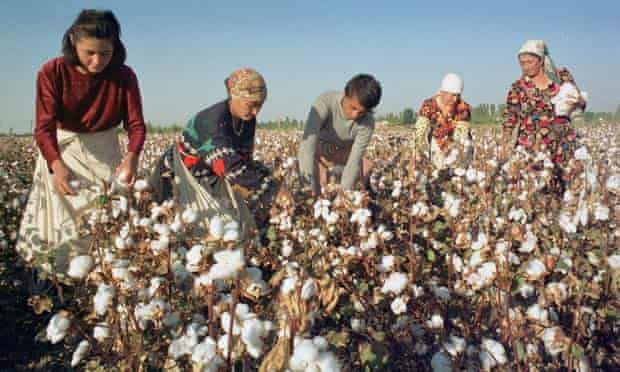 Cotton in Uzbekistan