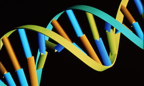 DNA computermodel