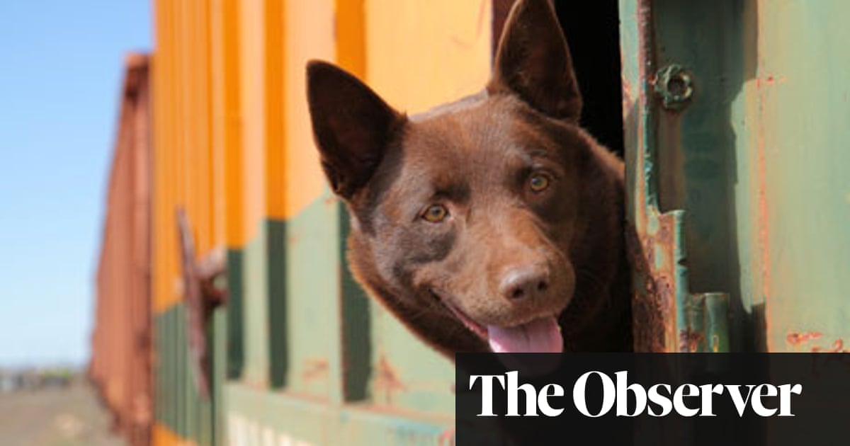 Red Dog Review Red Dog Review