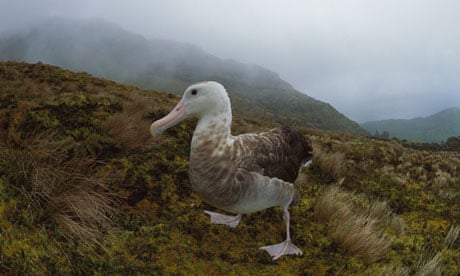 Tristan wandering albatross