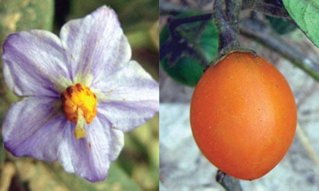Solanum baretiae's flower and fruit